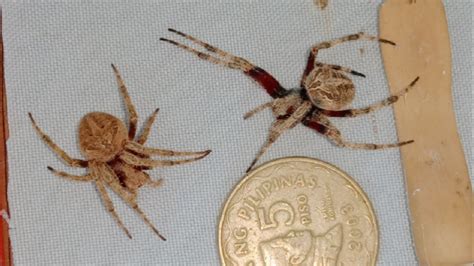 3 best Spider fight 2021 super classic fight ️ .